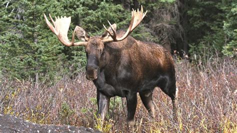 The big bull depicts the story of a man. Pro tips for calling in big bull moose - Outdoor Canada