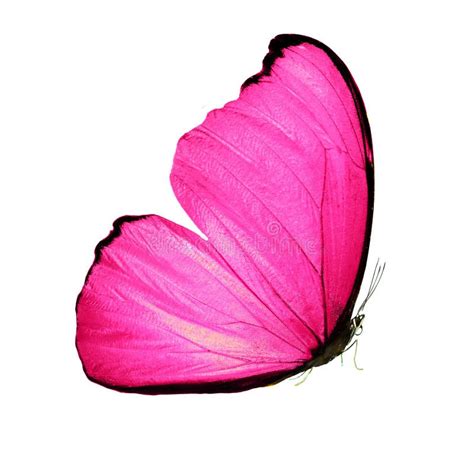 Beautiful Butterfly With Pink Wings And Paws Isolated On White