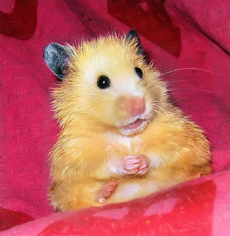 Funny Surprised Face Cute Hamsters Hamsters As Pets Hamster