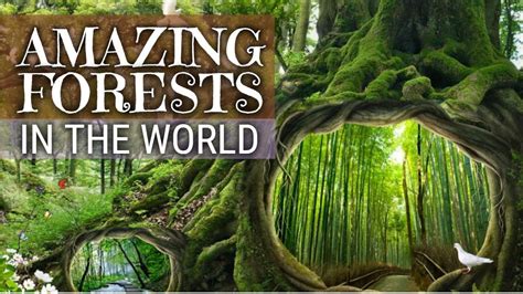 7 Most Amazing Forests In The World Youtube