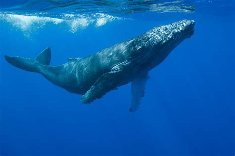 62 Curiosidades De Las Ballenas ¡el Mamífero Más Grande Del Mundo