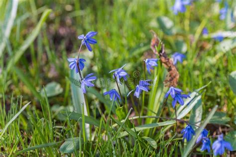 Blue Spring Bluebells Growing Stock Image Image Of Botany Park 37903159