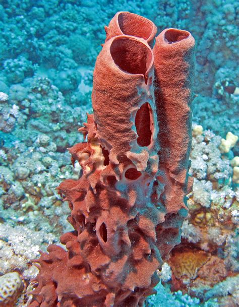 Porifera Sponges Animalia