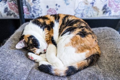 8 questions about calico cats — answered