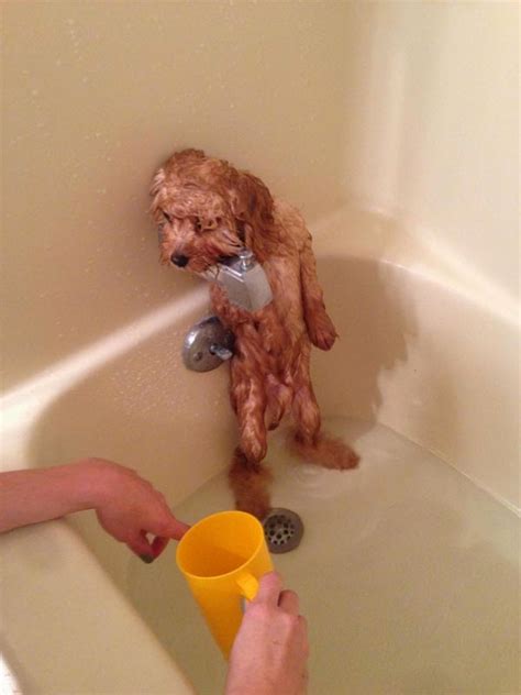 Adorable Cats And Dogs Who Really Hate Bath Time 40 Pics