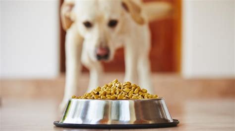 Alimentación Saludable Para Perros Ecomundo