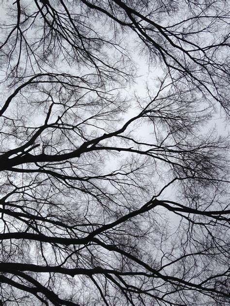 Free Images Tree Branch Snow Winter Black And White Leaf Season