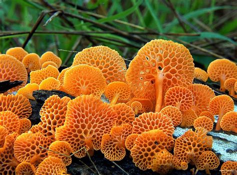Самые красивые и необычные грибы Stuffed Mushrooms Mushroom Pictures