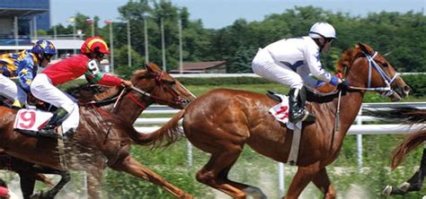 Animal Transportation Cargo Charters | Air Charter Service
