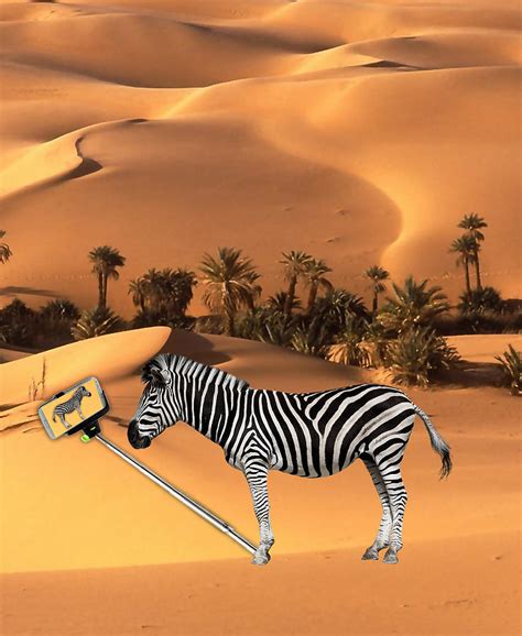 Zebra Selfie Mixed Media By Marvin Blaine Fine Art America