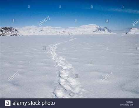 Polar Bear Tracks Head Off Across A Frozen Fjord Towards Distant