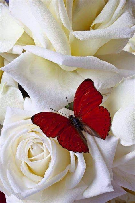 From My Beautiful Mistress Red Butterfly Beautiful Butterflies Flowers