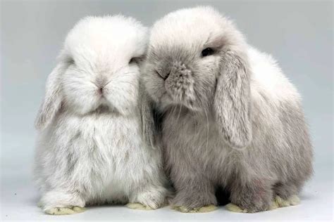 Mini Lop Rabbit Appearance Lifespan Temperament Care Sheet