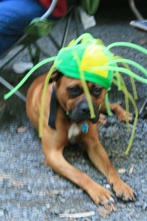 Dog Friendly Eau Claire, WI - Bring Fido