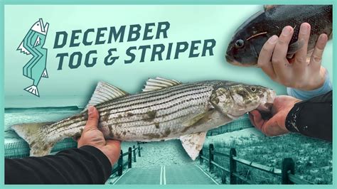 Late Fall Striped Bass Tog Fishing Nj Saltwater Fishing Youtube