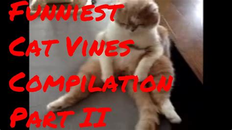 Funniest Cat Vines Compilation Part Ii Youtube