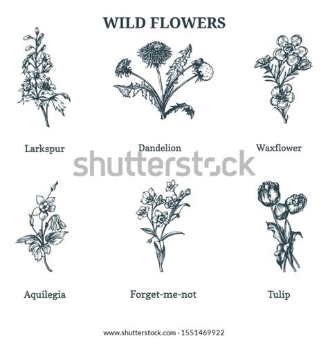 Wild Flowers Vector Illustrations Hand Drawn Stock Vector Royalty Free
