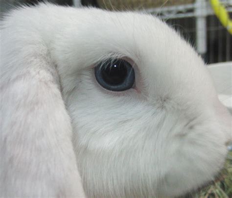 Holland Lop Blue Eyed White Rabbit Usa Kaninchen
