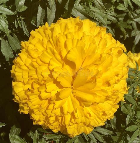 Giant Marigold Stock Image Image Of Plants Flora Nature 19975117
