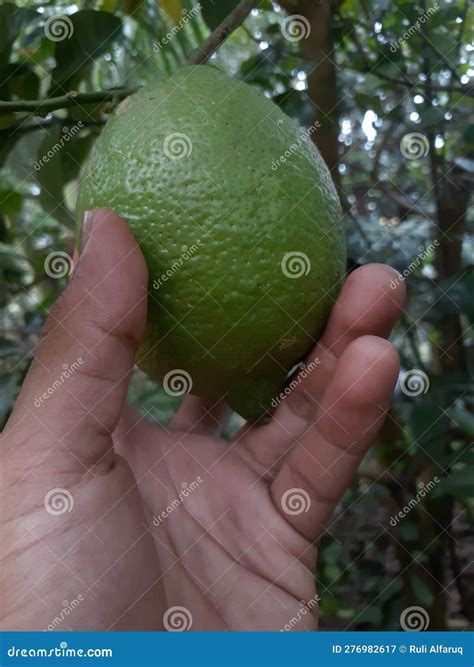 Pick Fresh Limes From The Tree Stock Image Image Of Tree Limes