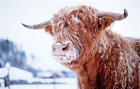 Highland Cattle Cover With Snow Art Print By Johner Images