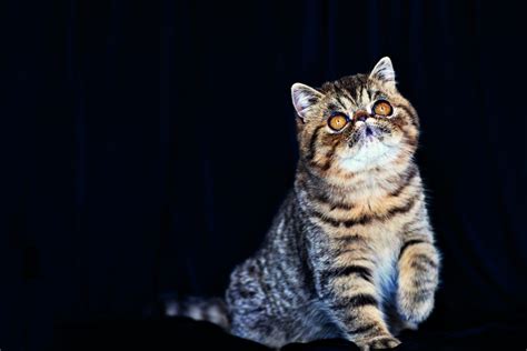 Morto l'attore de rienzo, la procura apre un'indagine. Visão | Gato morto