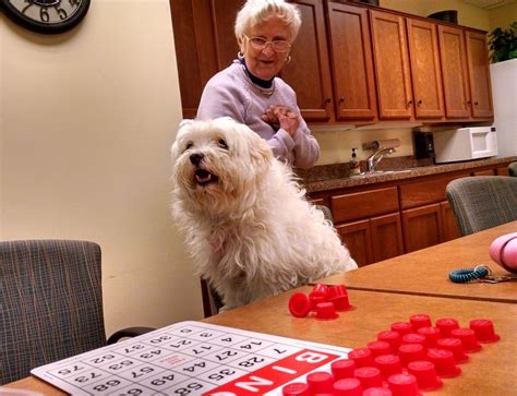 Dog Plays Bingo Americas Marketing Motivator