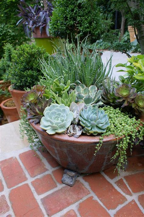 Mixed Potted Succulent Pot 6 Diy Garden Garden And Yard Garden