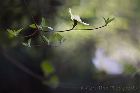 Floating Dogwood Yosemite Eloquent Images By Gary Hart