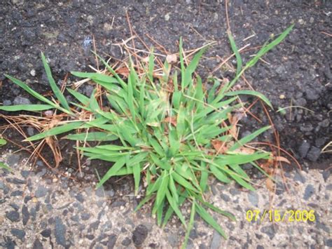Dallisgrass Vs Crabgrass What Are The Primary Differences