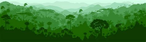 Best Amazon Rainforest Illustrations Royalty Free Vector Graphics