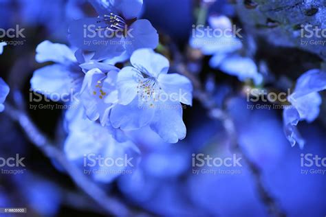 Blue Cherry Blossom Stock Photo Download Image Now Asia Beauty In
