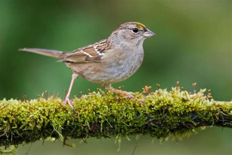 Golden Crowned Sparrow Alchetron The Free Social Encyclopedia