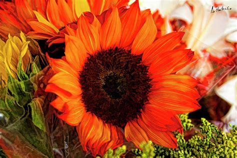 Details 48 Girasol Naranja Abzlocalmx