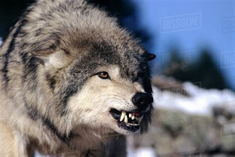 Snarling Gray Or Timber Wolfcanis Lupus Captive Stock Photo