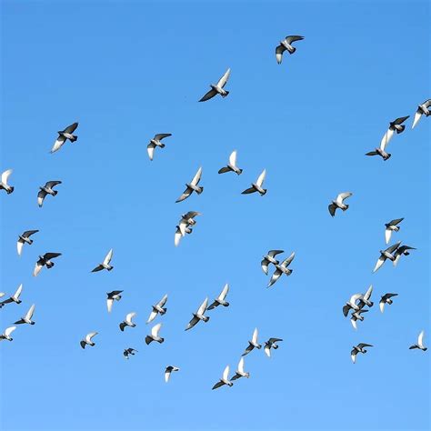 летящи птици стадо от гълъби гълъби гълъб Гълъб Pikist