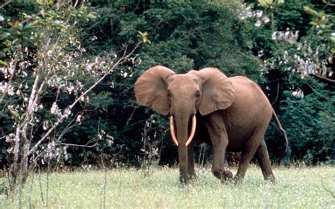 Decline In Gabons Forest Elephant Population Underscores The Need For