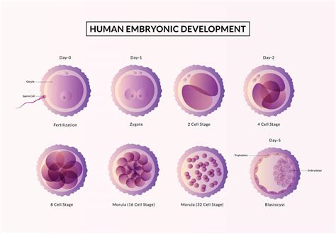la primera semana de embarazo etapas del desarrollo embrionario humano desde la ovulación hasta