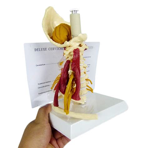 Buy LUCKFY Human Cervical Vertebra Model With Advanced Muscled And Nerve Life Size Carotid