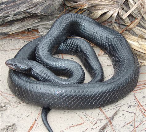Fileeastern Indigo Snake Wikimedia Commons