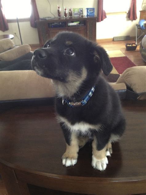 As the puppies of chocolate lab pointer mixes get old, their dietary requirement changes gradually. Pin by Madelaine on Adorable animals | German shepherd ...