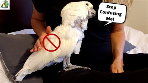 10 Things Birds Hate About Humans Youtube