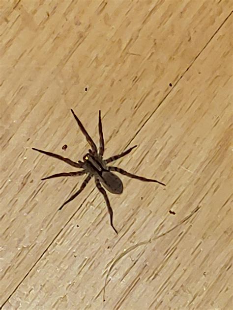 Help Id Spider Found Around 5 6 In House Tonight Oklahoma Us R
