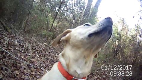 Squirrel Hunting With Treeing Mountain View Cur Dog Max Pine Knot