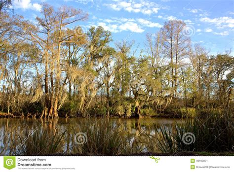 Bayou Stock Image Image Of Ferns Grass Swampy Swamp 49193071