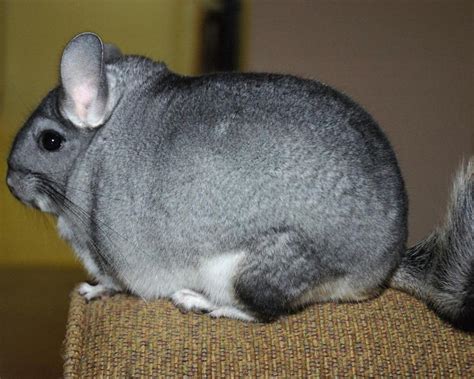 Chinchilla Wallpapers Apk For Android Download