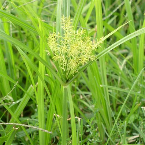 The latest ones are on jan 26, 2021. Yellow Nutsedge | Green Lawn Fertilizing