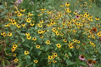 Check spelling or type a new query. Wildflower Week | Nebraska Statewide Arboretum ...