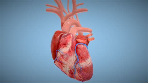 Human Heart Animated Pbr Buy Royalty Free 3d Model By Omg3d 8dedd13