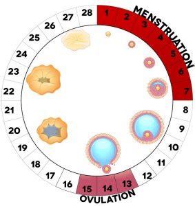 Why does anyone have discharge after ovulation? Can You Get Pregnant On Your Period? Chances & Myths ...
